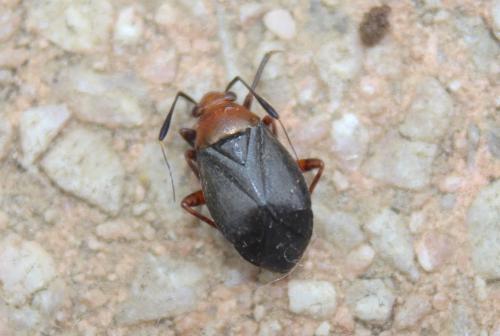 Réf. 218 528 : Capsus ater